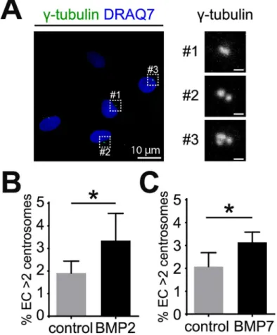 Fig 1. BMP2 and BMP7 induce excess centrosomes in EC. (A) Representative images of HUVEC with normal (#1 and #2) and over-duplicated centrosomes (#3)