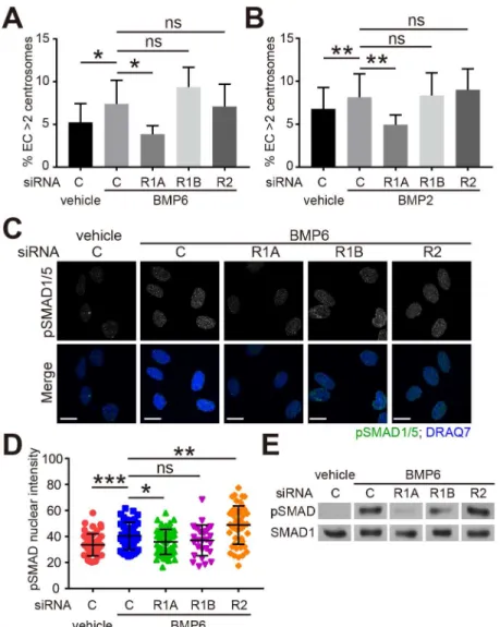 Fig 2. BMP-induced centrosome over-duplication is dependent on BMPR1A. (A, B) Frequency of excess centrosomes in indicated siRNA-treated HUVEC cultured with vehicle or 200 ng/ml of BMP6 (A) or BMP2 (B) for 4 days