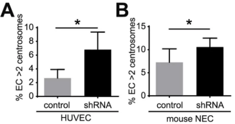Fig 5. Down-regulation of p53 induces excess centrosomes in EC. (A) Frequency of excess centrosomes in HUVEC infected with human p53 shRNA