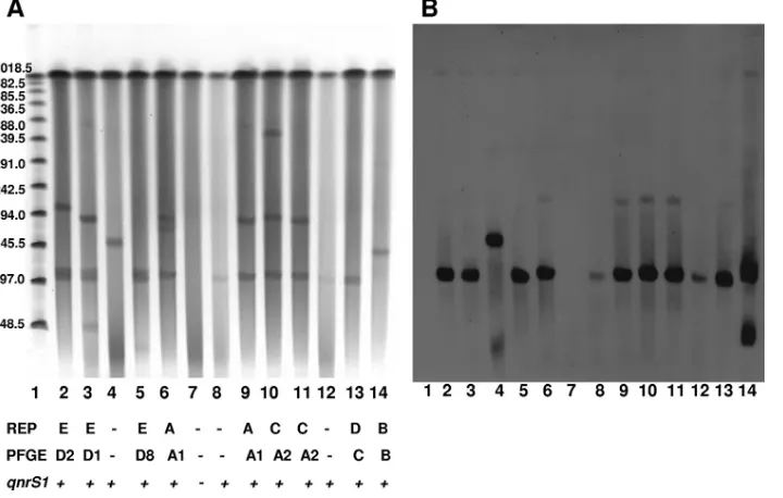 FIG. 1. Analysis of plasmid DNA from E. cloacae3138; 5,(A) and Southern blotting (B). Lanes: 1, molecular marker; 2,2531; 9, parental isolates and derived transconjugants by pulsed-ﬁeld agarose gel electrophoresis E