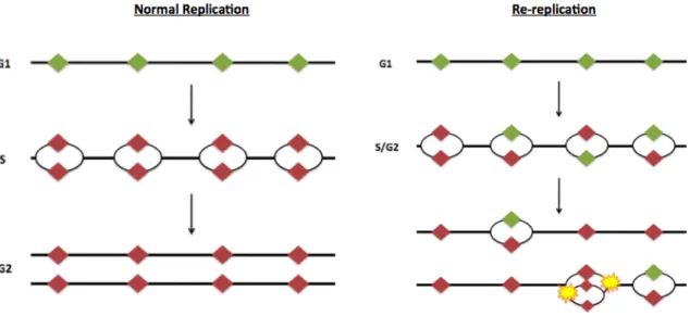 Figure  1.1.  Re-replication  leads  to  double  strand  breaks.  In  a  normal  replicating  cell  (left),  origins  are  licensed  only  in  G1  phase  (indicated  by  the  green  diamonds)