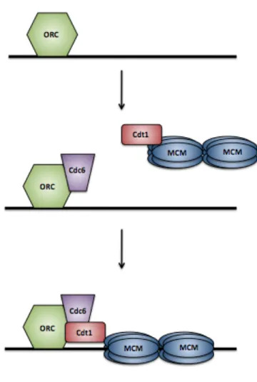 Figure 1.2. Pre-RC assembly in G1 phase. Pre-RC assembly begins when the  Origin  Recognition  Complex  (ORC)  binds  to  origin  DNA