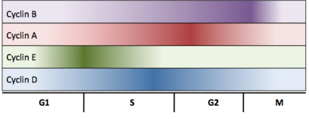 Figure  1.3.  Cyclin  levels  fluctuate  throughout  the  cell  cycle.  Cell  cycle  progression is regulated through the action of cyclin/Cdk complexes