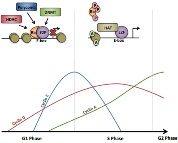 Figure  1.4.  The  Rb/E2F  pathway  regulates  the  transcription  of  genes  needed  for  S  phase  progression