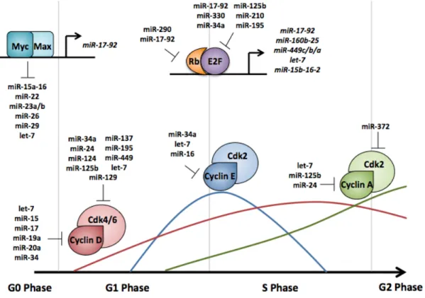 Figure  1.5.  miRNAs  regulate  translation  of  proteins  needed  for  S  phase  entry