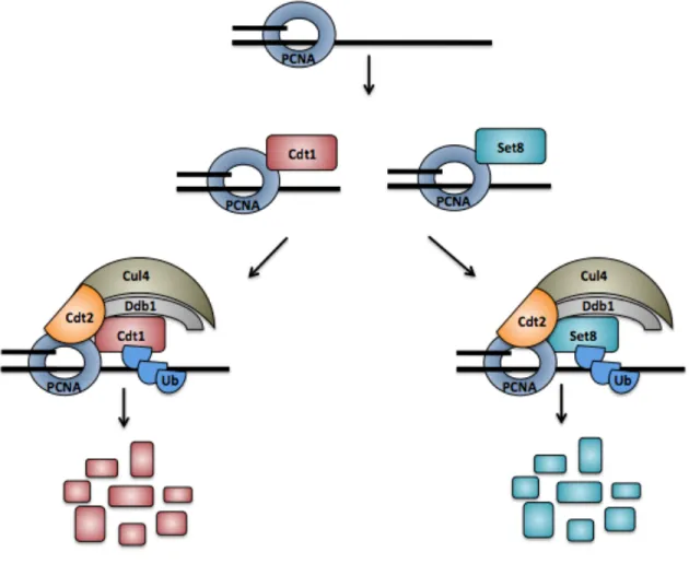 Figure  1.7.  Cdt1  and  Set8  are  degraded  during  S  phase. During replication,  PCNA  is  loaded  onto  the  chromatin