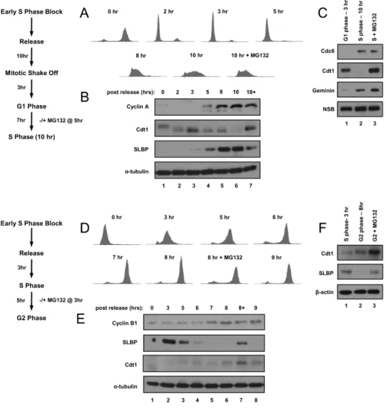Figure  2.1.    HeLa  cell  synchronization.    A)  Cells  were  synchronized  by  a  modified double-thymidine block then released by re-plating and harvested at the  indicated time points