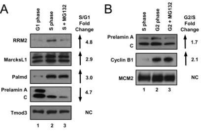 Figure  3.    Validation  of  selected  cell  cycle-regulated  protein  predicted  by  mass  spectrometry