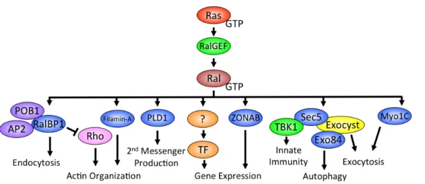 Figure 1-5.  Ral GTPase effectors.  Ral GTPases can interact with a number of effector proteins  involved  in  various  biological  functions