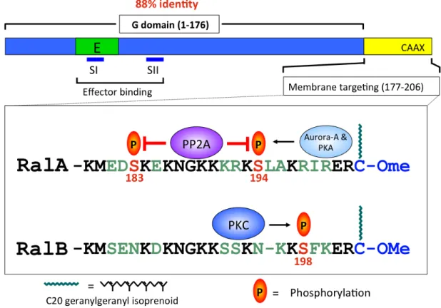 Figure  1-7.    RalA  and  RalB  are  regulated  by  distinct  protein  kinases.    RalA  and  RalB  sequence divergence is concentrated in their C-terminal hypervariable membrane-targeting region