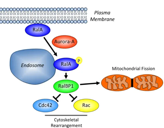 Figure  1-8.    RalA  activity  is  regulated  by  Aurora-A  kinase  dependent  phosphorylation