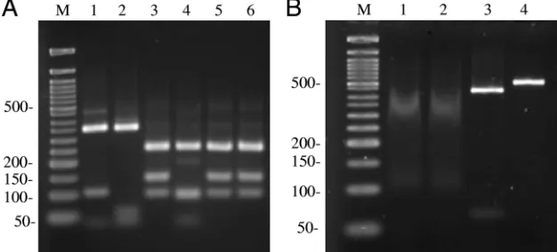 TABLE 1. Restriction size fragments generated by digesting benAamplicons from different aspergilli