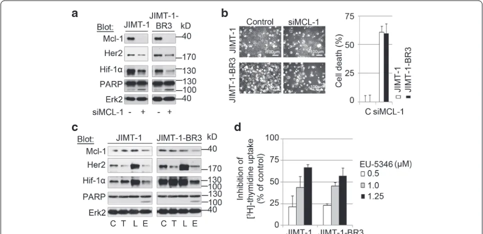 Fig. 7 Genetically and pharmacologically targeting Mcl-1 induces cell death in brain-primed Her2 inhibitor-resistant Her2-positive BC cells.BR3 cells.with indicated antibodies