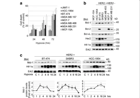 Fig. 1 Mcl-1 expression correlates with improved adaptation of Her2-positive BC cell lines to hypoxia