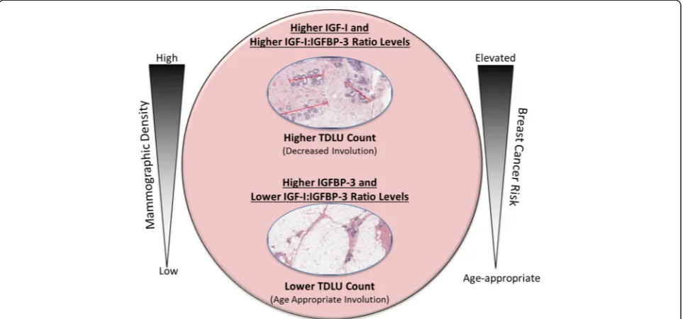Fig. 2 Hypothesized association between insulin-like growth factor (density and breast cancer risk