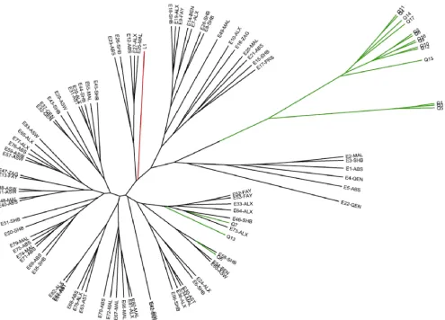 FIG. 2. UPGMA analysis of 101 human B. melitensis isolates examined by the MLVA-15IGM scheme