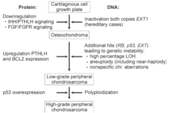 Figure 2.2: Multi-step genetic model for peripheral cartilaginous tumorigenesis
