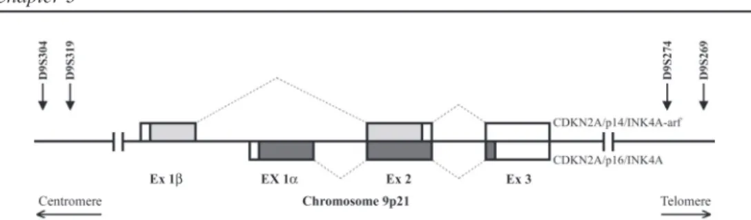 Figure 3.1: Schematic representation of the CDKN2A/p16 and p14 ARF  genes, flanked by the markers on chromo- chromo-some 9p21 that were used for LOH-analysis