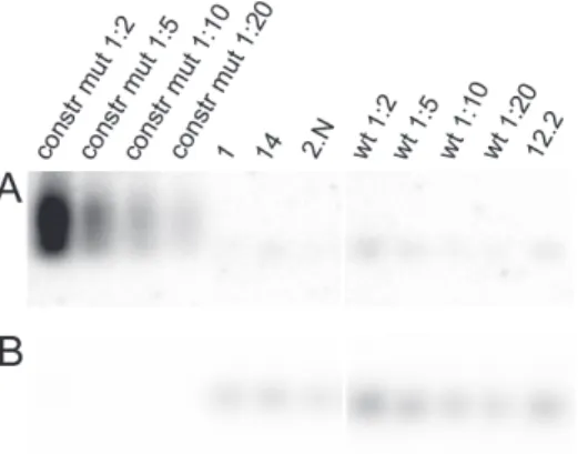 Figure 4.2: ASO hybridization of the samples with labelled α- 32 P mutant and wild type oligonucleotides