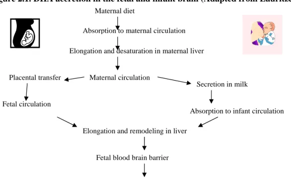Figure 2.1. DHA accretion in the fetal and infant brain (Adapted from Lauritzen  49 ) 