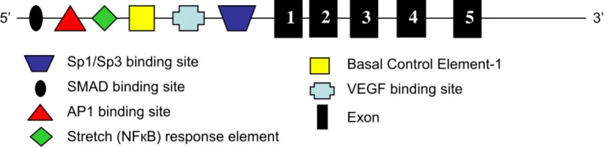 Figure 1.2. Schematic of the CTGF gene including upstream binding sites in the promoter