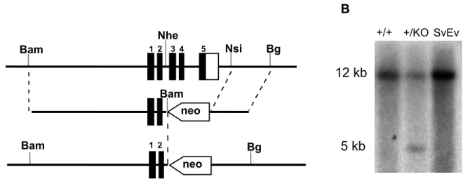 Figure 2.1.  Ctgf knockout schematic and Southern blots confirming the presence of the  knockout allele in animals