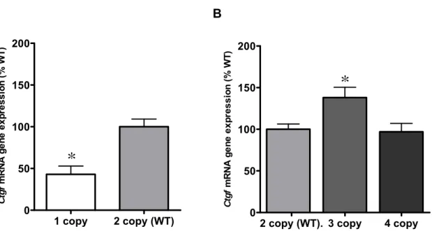 Figure 2.3. Ctgf gene expression levels in Ctgf mutant mice. a) Ctgf gene expression levels  assayed by RT-PCR for Ctgf KO and WT littermates day 10 tail snips