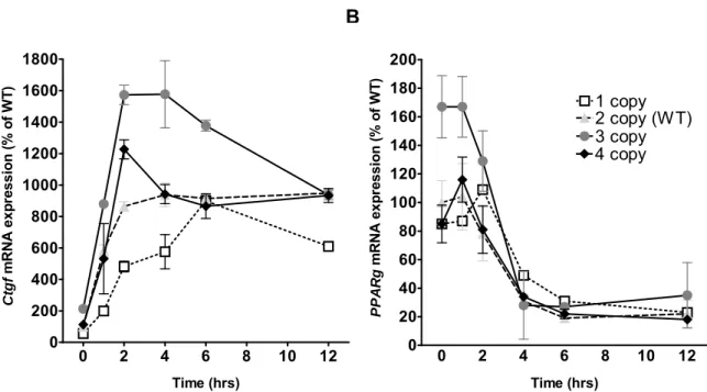 Figure 2.4. TGFβ-induced expression of Ctgf and its putative regulator PPARγ. A) expression of  Ctgf following stimulation of MEFs of given genotype with TGFβ