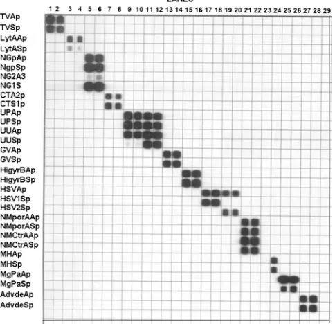 TABLE 2. Oligonucleotide primers used for sPCR