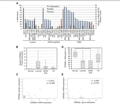 Fig. 1 CREB3L1 gene methylation in breast cancer cell lines, and its inverse correlation with CREB3L1 expression.with the relative CREB3L1 mRNA and protein expression (status in breast cancer cell lines