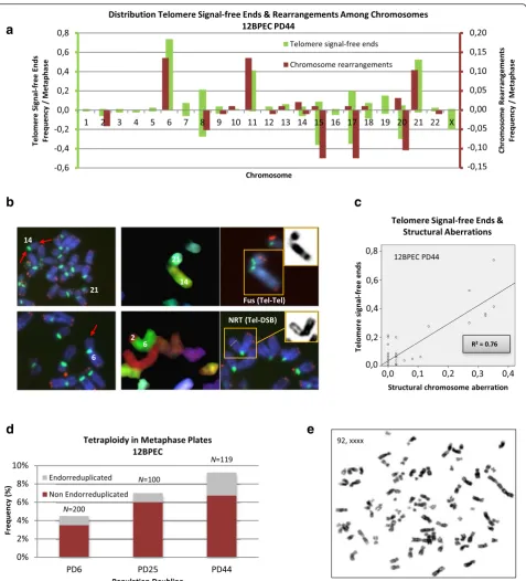Fig. 4 Chromosomal instability in breast primary epithelial cells ((endo-reduplicated and non-endo-reduplicated) at the three population doublings (PDs) analyzed, with 100 metaphase plates analyzed for eachdonor and PD.BPECs) correlates with telomere erosi