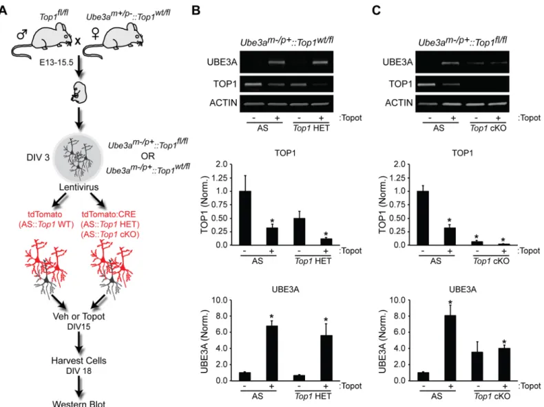 Fig 4. Top1 deletion does not efficiently unsilence the paternal Ube3a allele. (A) Schematic of the experimental setup used to assess Ube3a unsilencing
