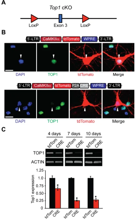 Fig 1. Generation and validation of Top1 cKO mouse. (A) Schematic of the Top1 cKO allele