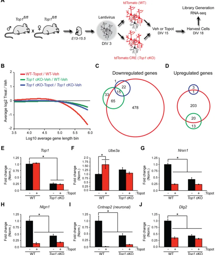 Fig 2. Top1 deletion is necessary and sufficient for the expression of some long genes