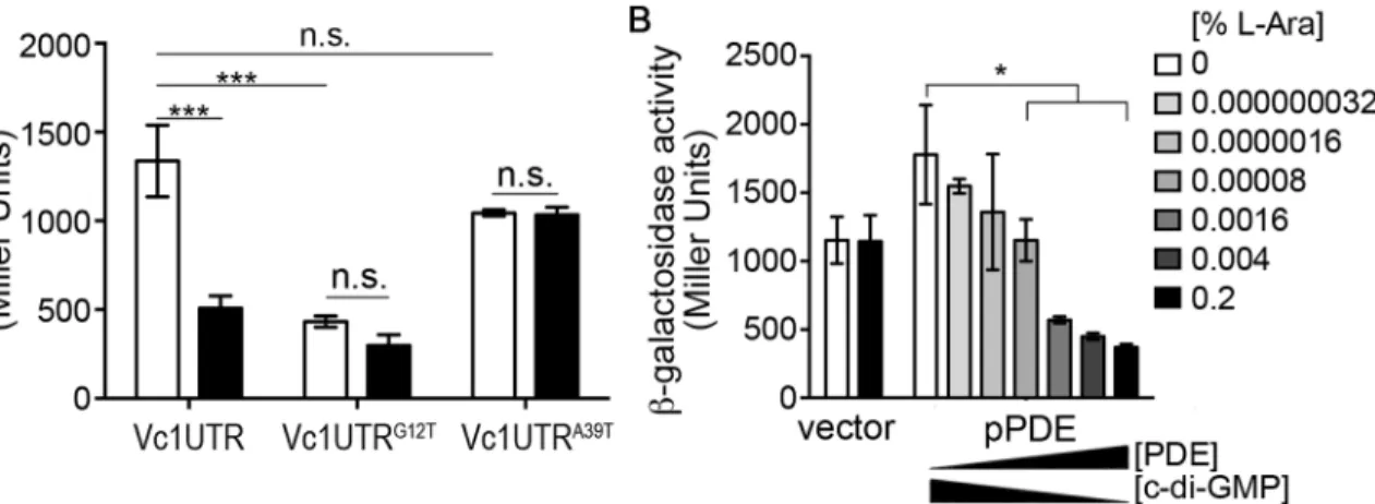 Fig 5. Lowering intracellular c-di-GMP reduces Vc1-dependent gene expression. β-galactosidase activity of V