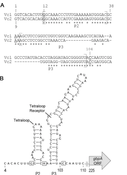 Fig 1. Vc1 secondary structure and putative contact residues for c-di-GMP. (A) The +1 site of transcription, which is 244 base pairs upstream of the experimentally determined translational start site (S1 Fig), was identified using 5 ’ RACE