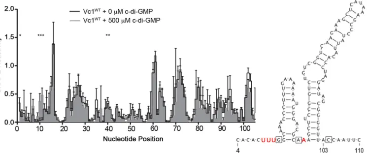 Fig 3. c-di-GMP impacts the SHAPE reactivity of specific regions in Vc1 RNA. Vc1 RNA transcripts were incubated with or without 500 μM c-di-GMP and analyzed by SHAPE