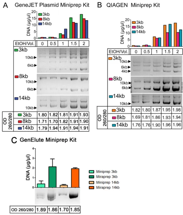 Fig 1. Addition of Ethanol leads to increased plasmid DNA yield. (A) DNA plasmid preps of the indicated plasmids with different concentrations of ethanol