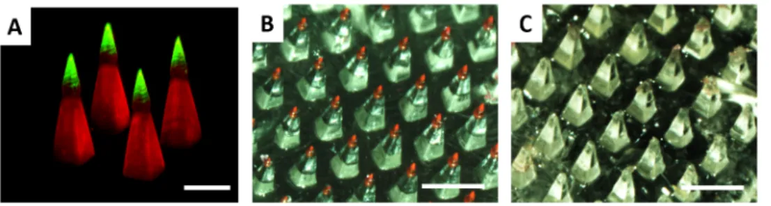 Fig 8. Tip loaded microneedles enable complete cargo delivery. A) Confocal micrograph of a Janus microneedle, where the microneedle base is composed of polycaprolactone encapsulating rhodamine and the microneedle tip is composed of polyacrylic acid encapsu