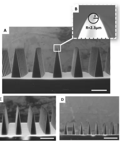 Fig 3. TMPTA Microneedles of Different Heights. TMPTA microneedles measuring approximately A) 1000 μm C) 700μm and D) 400μm in height with AR = 3