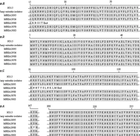FIG. 2. Partial sequences of agrBDC and agrA in strain N315 and enteritis isolates with a mutation in the agr locus
