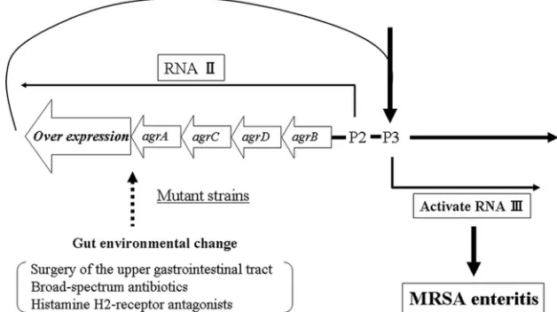 FIG. 3. Integration of data from our study and other investigations. A hypothetical pathway relating MRSA enteritis to environmental changesin the gut is indicated.