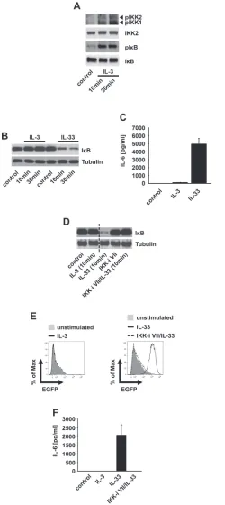 Figure 1: The IL3-induced IKK activation does not mediate IκBα degradation. (A, B) BMMCs were stimulated with IL-3 (A, B) or IL-33 (B) Lysates were analyzed by westernblotting