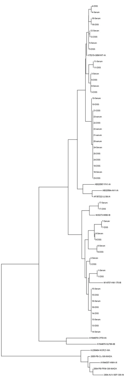 FIG. 3. VP1/2A sequences were obtained from 24 DSS. Phyloge-netic analysis of sequences obtained from sera (named 1 to 24) and
