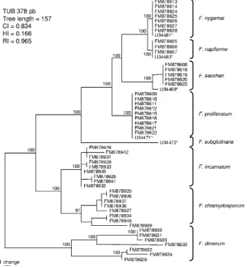 FIG. 1. One of the 225 most parsimonious trees obtained from heuristic searches based on TUB sequences