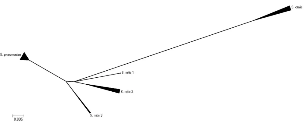 FIG. 2. Minimal evolution algorithm (suppressed) obtained by using the MEGA (version 4.0) program and based on the partial gdhthe basis ofsequences of 11S