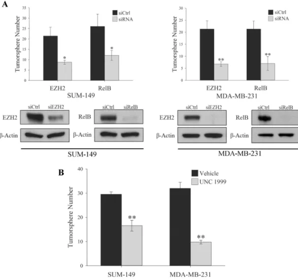 Fig 1. EZH2 and RelB are Required for the Maintenance of TNBC TIC. (A) Top panel, Quantification of tumorspheres formed by 100 SUM-149 or MDA-MB-231 cells expressing control siRNA or siRNA targeting EZH2 or RelB