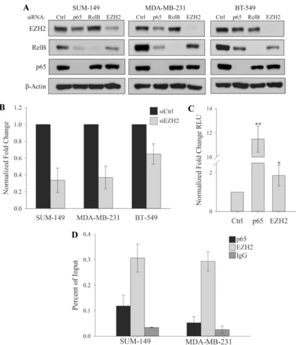 Fig 3. EZH2 is a transcriptional activator of RelB. (A) Immunoblots of indicated proteins in SUM-149, MDA-MB- MDA-MB-231 or BT-549 cells expressing control siRNA or siRNA targeting p65, RelB or EZH2