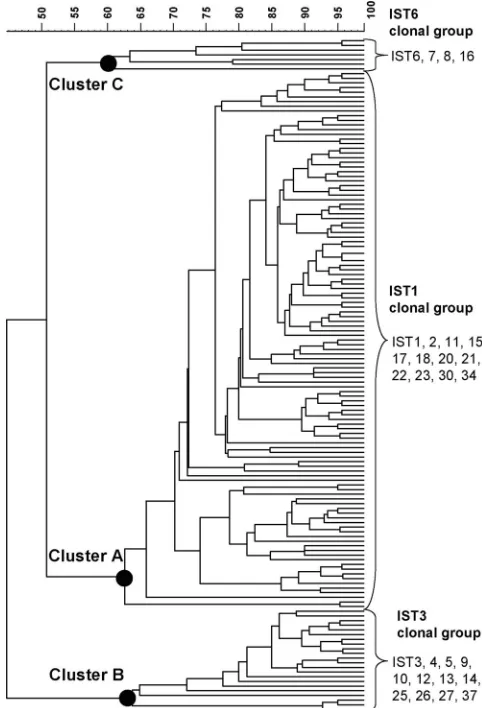 FIG. 1. Dendrogram constructed using the IST patterns found inthe 916 isolates, and associated numbers of isolates belonging to the