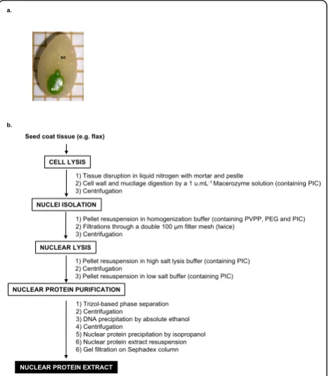 Figure 1 a Morphology of dissected flax seedcoat (sc) andof the optimized protocol for extraction of an active nuclear proteinembryo (em) at developmental stage S2 (Torpedo stage), 16days after flowering, square representing 1 mm2; b